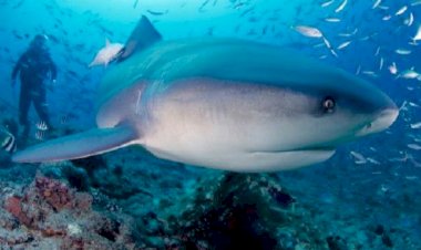 Küçük Günah ve Büyük Günah - Kan ve Köpekbalığı...