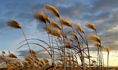 Bir Rüzgara Düştü Şu Garip Gönlüm