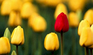 Sadıklarla Beraber Ol...