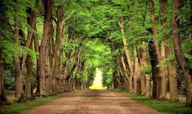 Acelen Ne Viran Gönül?