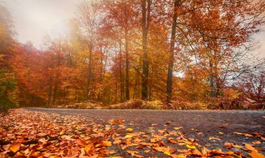 Kim, Ne Diyebilir Ki?